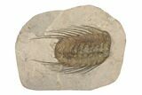 Spiny Selenopeltis Trilobite - Erfoud, Morocco #190984-1
